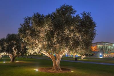 Olea europaea